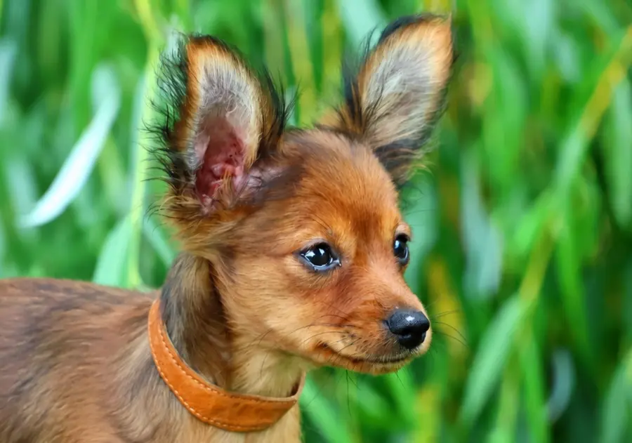 Chiot Benjy