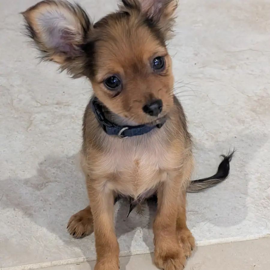 Chiot Bezos