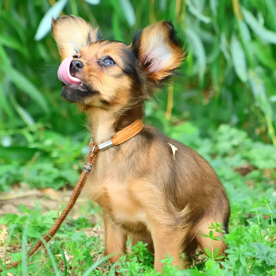 Chiot Bulby