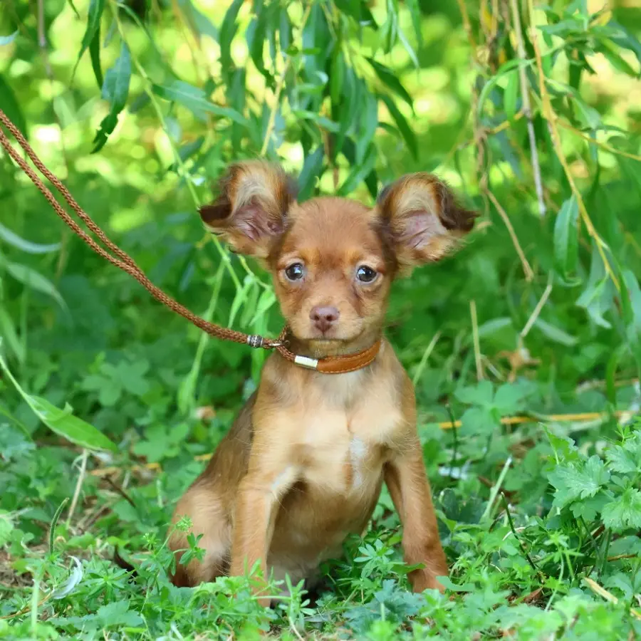 Chiot Russkiy Toy fauve clair sous le saule pleureur