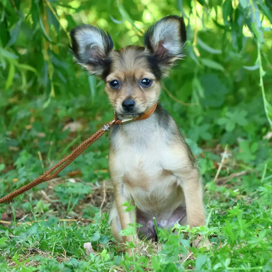 Chiot Russkiy Toy fauve doré assis sous le saule de l’élevage