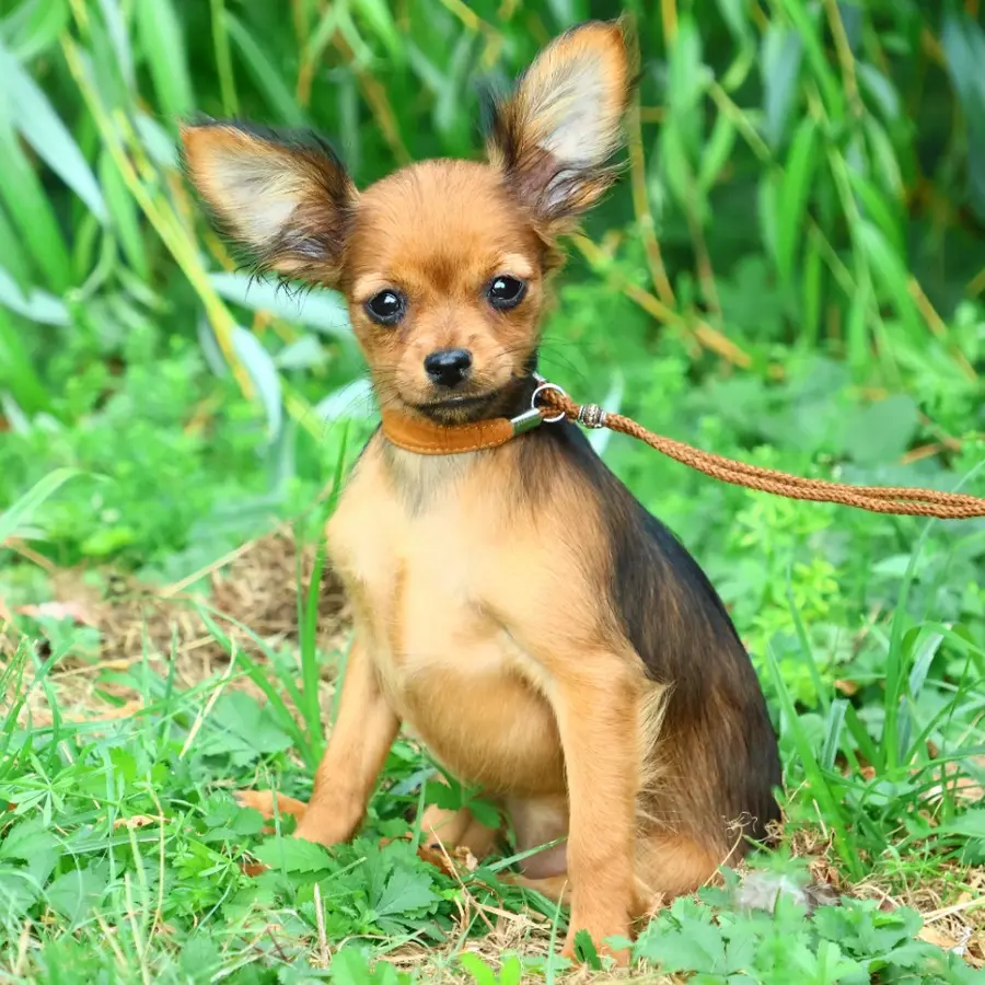 Chiot Russkiy Toy noir et feu dans l’herbe