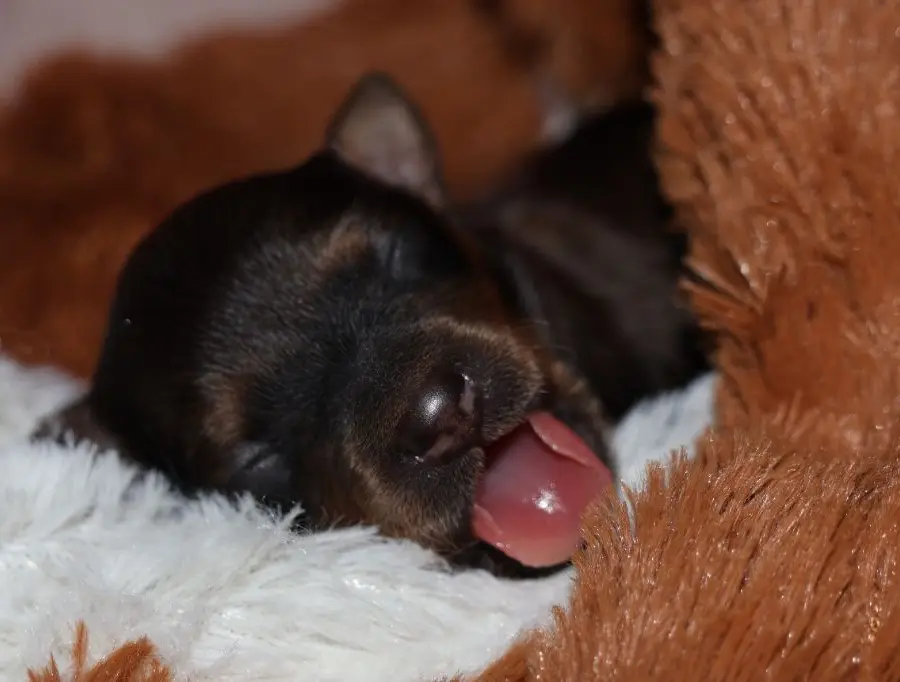 Chiot Russkiy Toy nouveau-né à la maternité, dans la maison familiale