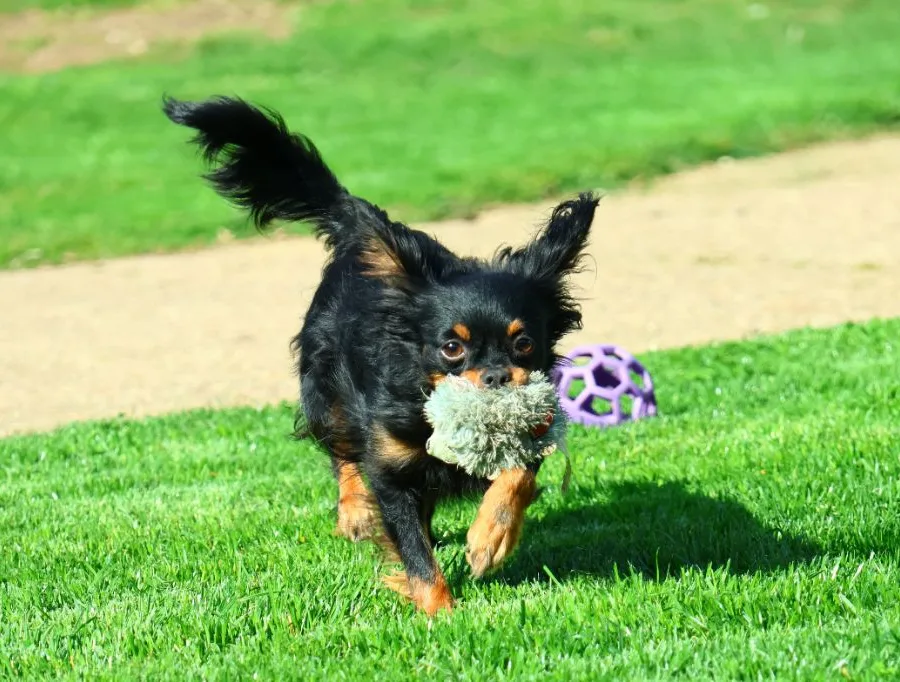 Midnight Lady Angela’s Toys, Russkiy Toy, moment de jeu au jardin