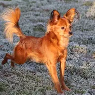 Oskar