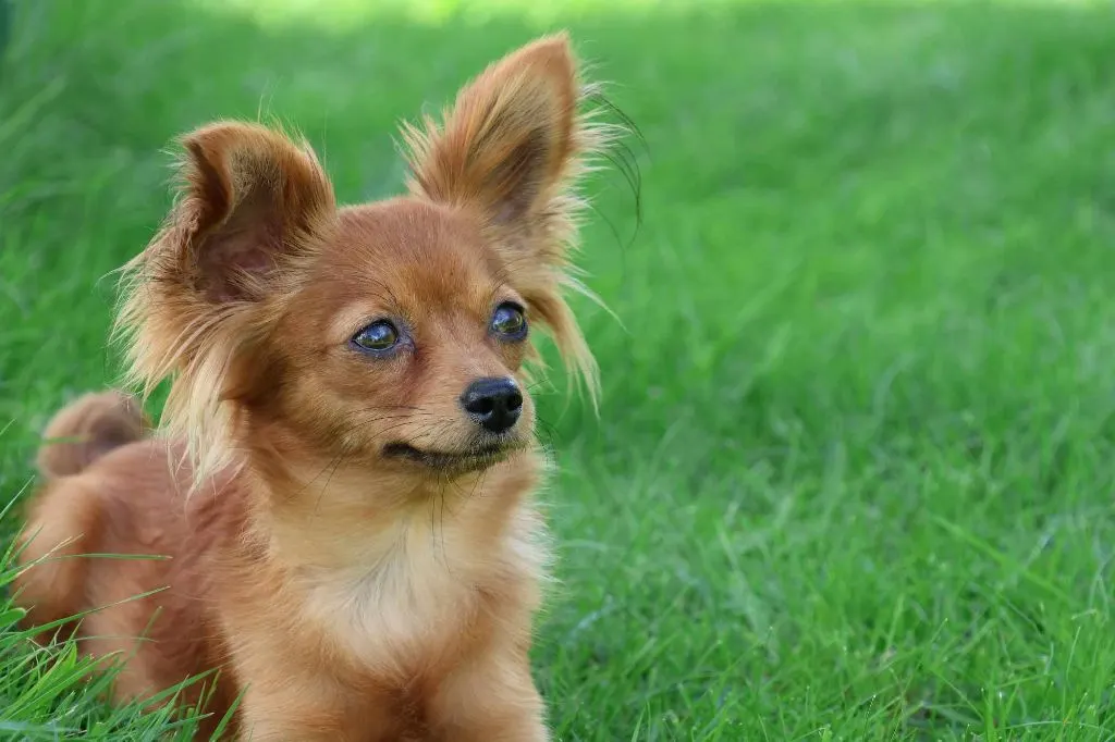 Tam-Tamara, Russkiy Toy fauve charbonné, en pose de présentation au jardin
