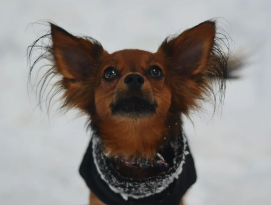 Ulyx De la Nouknoukerie, Russkiy Toy, portrait dans la neige