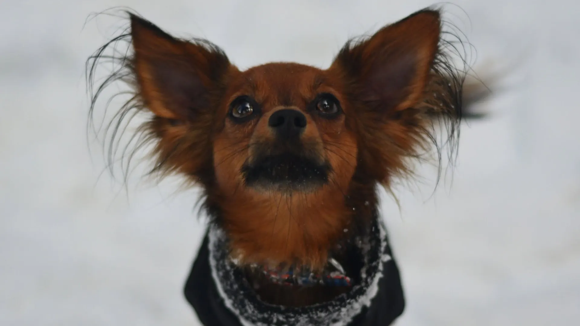Ulyx, Russkiy Toy poil long fauve charbonné, regard levé sous la neige